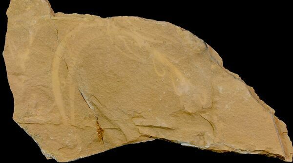 An enigmatic, soft-bodied animal collected from the Marjum Formation.  Collected by Matt Heaton